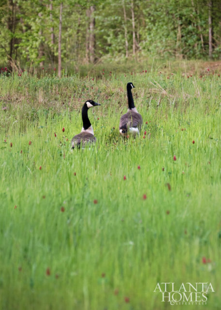 Canada geese stroll through the property.