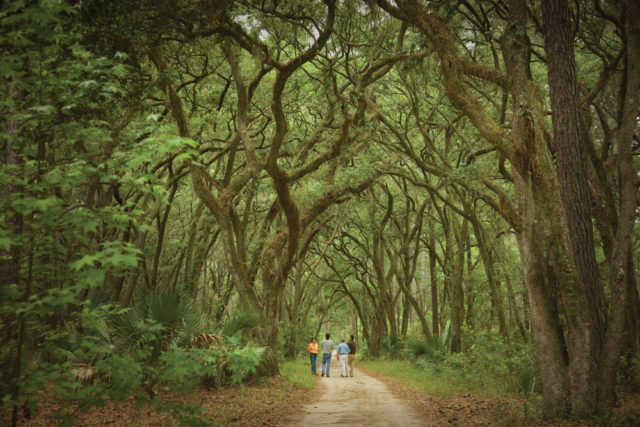 Trails fall beneath Spanish moss dripping from live oaks.