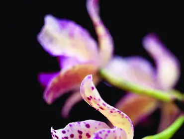 Close-up of a pale yellow orchid with purple spots and a ruffled purple lip against a black background.