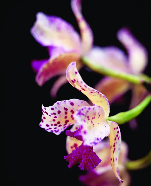 Close-up of a pale yellow orchid with purple spots and a ruffled purple lip against a black background.