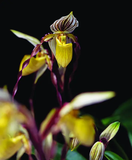 Close-up of a yellow and white lady slipper orchid with dark purple accents against a black background.