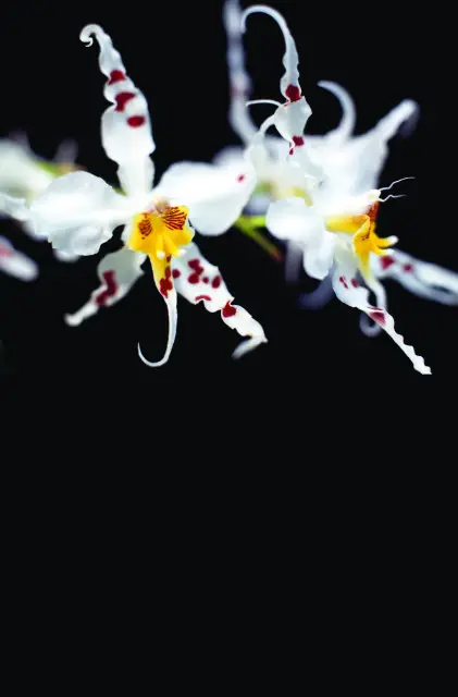 Close-up of white orchids with red spots and yellow centers against a black background.