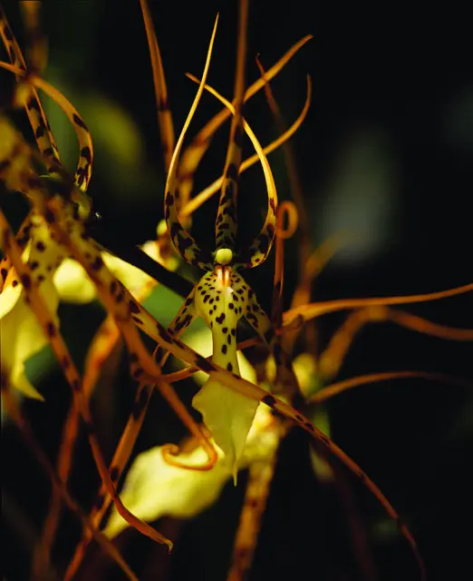 Close-up of a yellow orchid with brown spots and long, thin petals against a dark background.