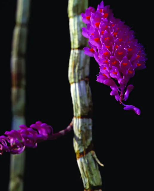 Close-up of a cluster of small purple orchid flowers with orange centers, growing on a thick, segmented green stem against a dark background.