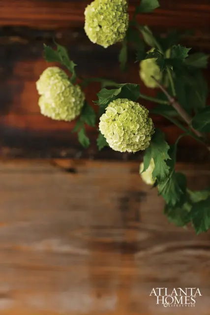 Close-up of light green snowball viburnum flowers and leaves against a blurred wooden background, with the Atlanta Homes & Lifestyles logo in the lower right corner.