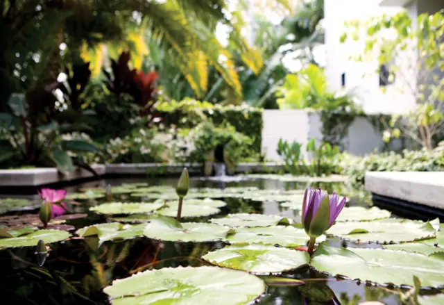 Pond with purple and pink water lilies and lily pads, surrounded by lush tropical foliage and a modern white building.