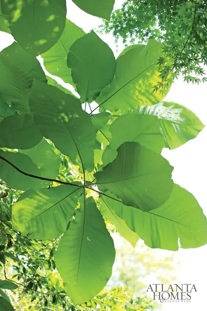 Large green leaves of a magnolia tree against a bright sky, with smaller green leaves in the background.