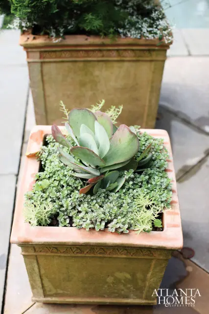 Terracotta planter with ornate trim filled with succulents and small green ground cover plants.