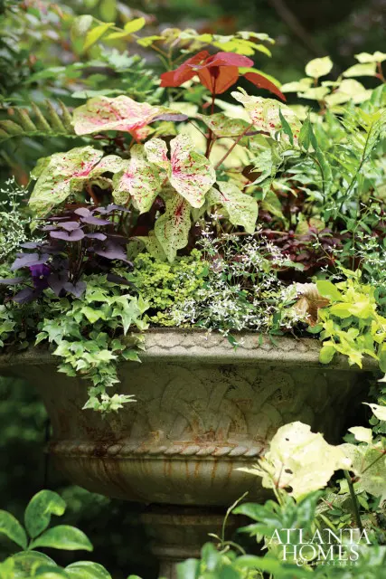Ornate stone urn overflowing with lush greenery including variegated caladiums, purple sweet potato vine, and trailing ivy.