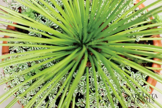 Close-up of a potted plant with long, thin green leaves radiating from the center, surrounded by smaller variegated green and white leaves.