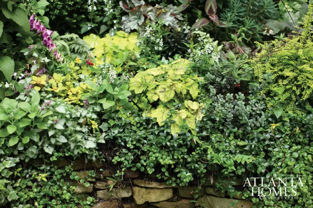 Lush garden bed with variegated foliage, foxglove, and ground cover spilling over a stone wall. Atlanta Homes & Lifestyles logo in lower right.