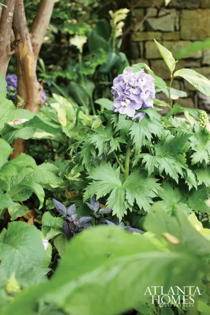Close-up of a light purple hydrangea bloom surrounded by lush green foliage and a stone wall in the background.