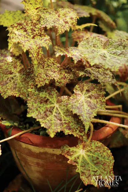 Close-up of a potted begonia plant with textured green and maroon leaves.