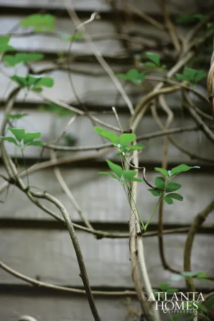 Close-up of a vine with green leaves growing against a weathered wooden wall, with the Atlanta Homes & Lifestyles logo in the lower right corner.