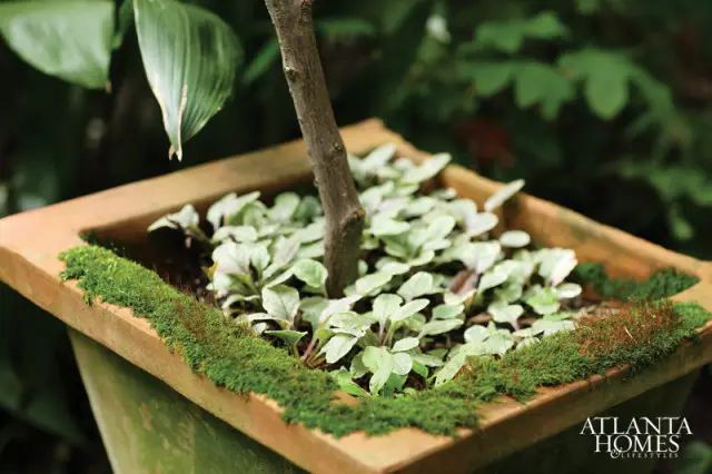 Close-up of a terra cotta planter filled with variegated ground cover plants and moss, with a tree trunk in the center.