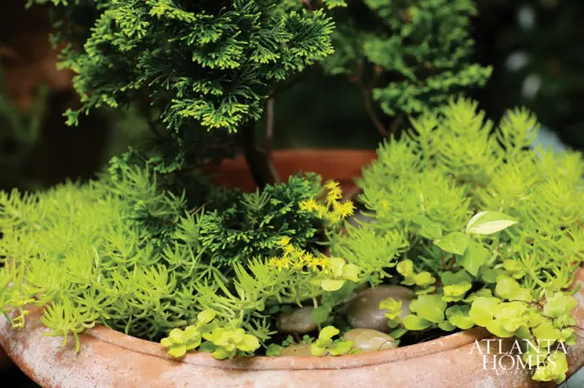 Close-up of a terra cotta pot filled with various green plants, including a small evergreen tree, sedum, and creeping jenny, with smooth river stones.