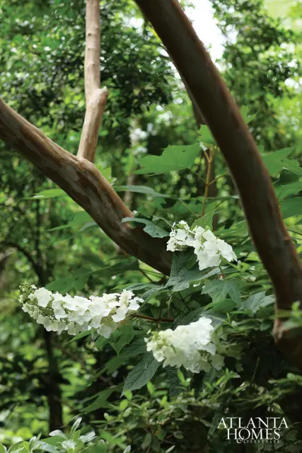 Oakleaf hydrangea with white blooms and textured tree branches in a lush green garden setting, with Atlanta Homes & Lifestyles logo in the lower right corner.