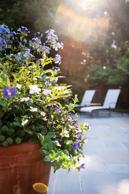 Terracotta pot overflowing with blue and white flowers on a stone patio with two lounge chairs in the background and sun flare