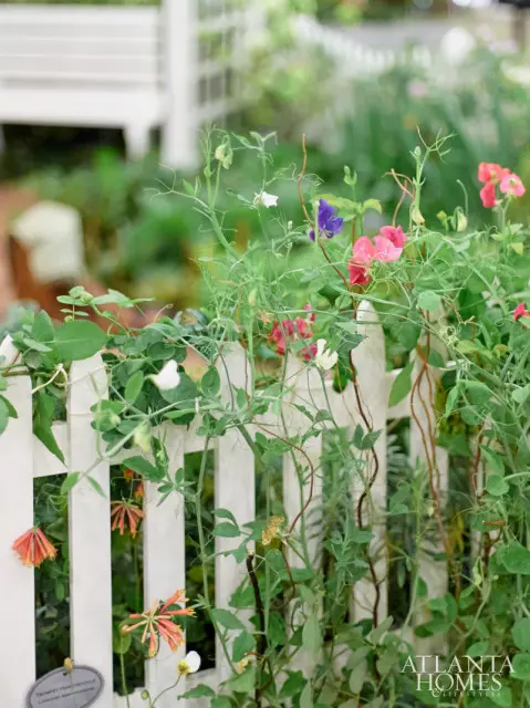 White picket fence with climbing pink, purple, and white sweet peas and orange trumpet honeysuckle flowers.