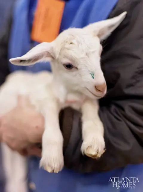 A white baby goat with blue and green markings on its face is held by a person wearing a blue jacket and an orange tag.