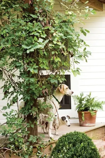 Two dogs stand on a wooden porch next to a white house, surrounded by lush green foliage and a potted fern.