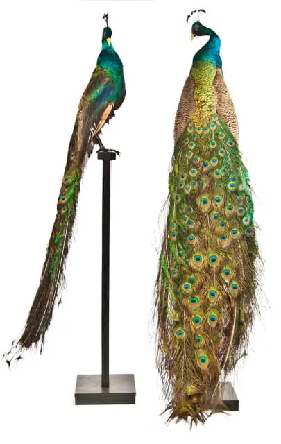 Two taxidermied peacocks with iridescent green and blue plumage and elaborate train feathers displayed on black stands against a white background.