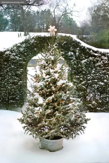 Snow-covered Christmas tree with lights and a star topper, set in a galvanized bucket, framed by a snowy evergreen archway.