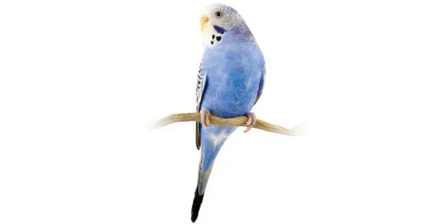 A blue parakeet perched on a branch against a white background.