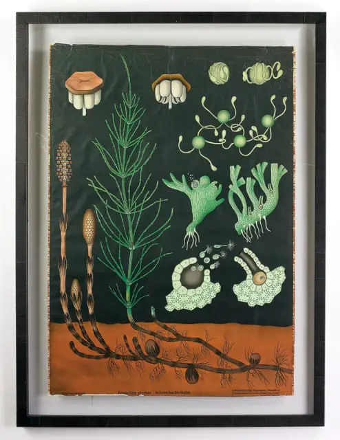 Vintage botanical illustration of Equisetum arvense (Field Horsetail) showing stem, rhizomes, spores, and reproductive structures against a dark background.