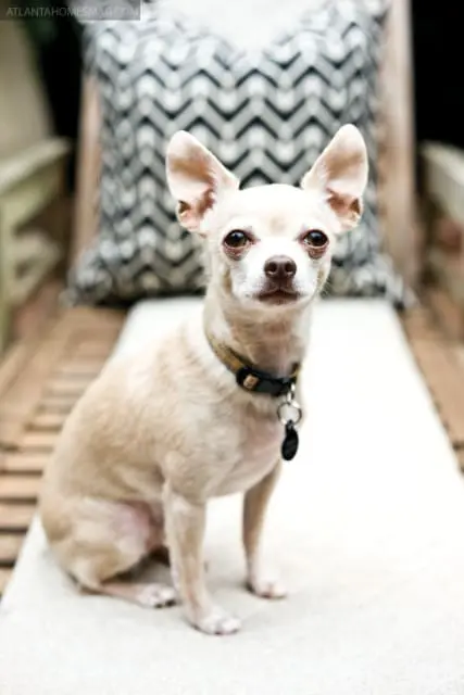 Tan chihuahua wearing a collar with a tag sits on a bench in front of a patterned pillow.