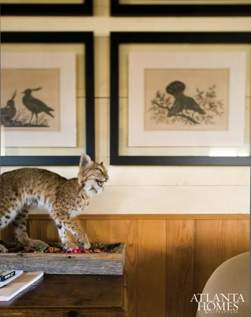 Taxidermied bobcat on a wooden tray sits on a dark wood desk, with framed bird illustrations on a paneled wall behind it.
