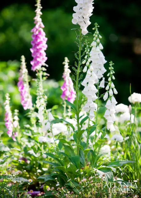 A garden bed filled with tall, bell-shaped foxglove flowers in white and pink, surrounded by smaller white flowers and lush green foliage.