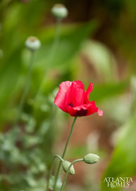 Close-up of a bright red poppy flower with dark centers, surrounded by green foliage and unopened buds.