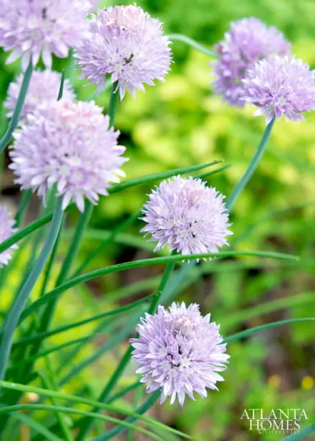 Close-up of light purple chive blossoms with green stems and blurred green foliage in the background.