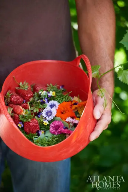 Red bucket filled with fresh strawberries and colorful edible flowers including nasturtiums and cornflowers.