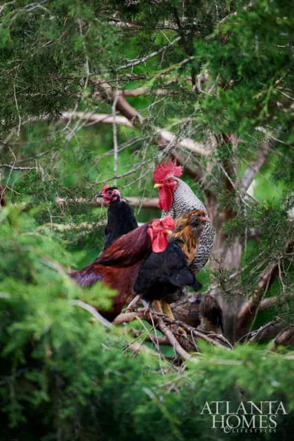 Four chickens perched on branches of a tree with lush green foliage.