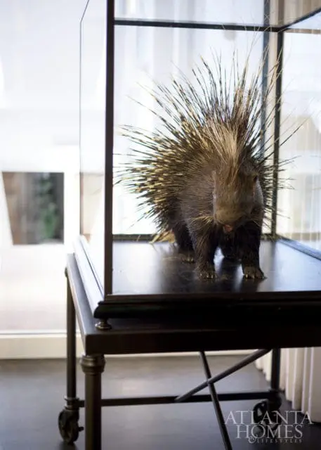 Taxidermied porcupine in a glass display case on a dark metal table with wheels. Atlanta Homes & Lifestyles logo in the corner.