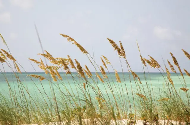 Sea oats sway in the breeze on a sandy beach with turquoise water and a pale blue sky in the background.