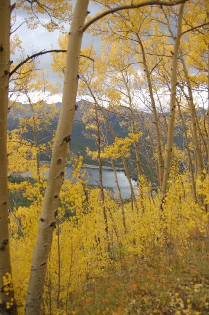 Aspen trees with bright yellow leaves in autumn, overlooking a calm lake and distant mountains under a cloudy sky.