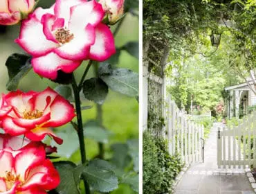 Close-up of white and pink roses with a garden path leading to a white picket gate and a house in the background