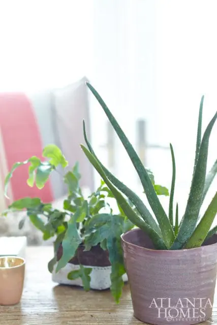 Close-up of aloe vera plant in a textured purple pot with Atlanta Homes & Lifestyles logo