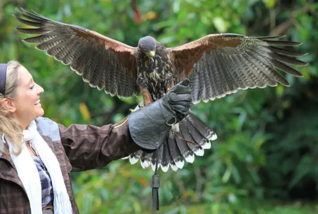 Woman in plaid jacket and white scarf smiling, wearing a falconry glove with a hawk perched on her arm, wings spread.
