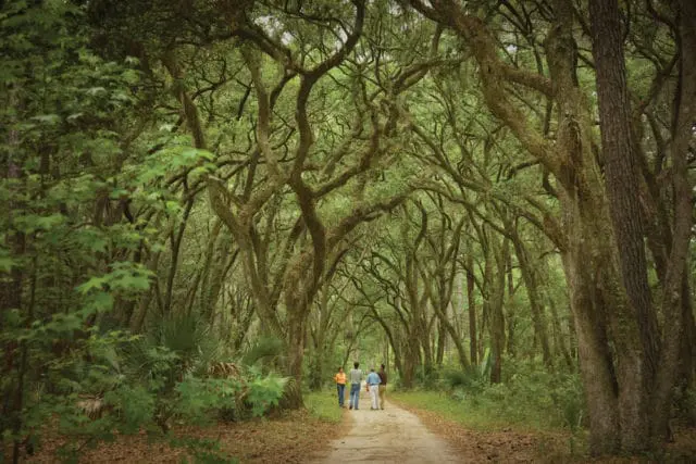 Dirt path through a dense forest with large, moss-covered oak trees forming an archway overhead. Four people walk away from the camera down the path.