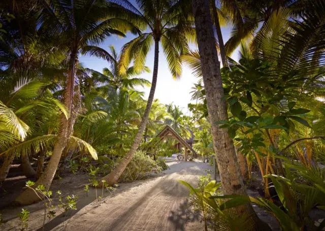 Palm trees and a dirt road lead to a small building in a tropical setting.