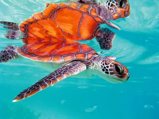 Two sea turtles swimming in clear turquoise water, one in focus in the foreground and its reflection visible above.