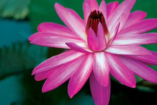 Close-up of a vibrant pink water lily with white streaks on its petals, set against a dark green, blurred background.