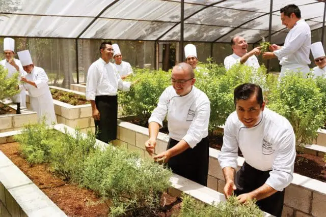Chefs in white uniforms tending to herb gardens inside a greenhouse structure with a translucent roof.