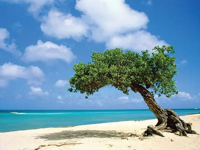 A lone Divi Divi tree with exposed roots leans over a sandy beach towards the turquoise ocean under a bright blue sky with scattered white clouds.