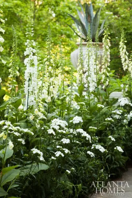 Garden bed with tall white foxglove and clusters of white yarrow, with an agave plant in a large urn in the background.