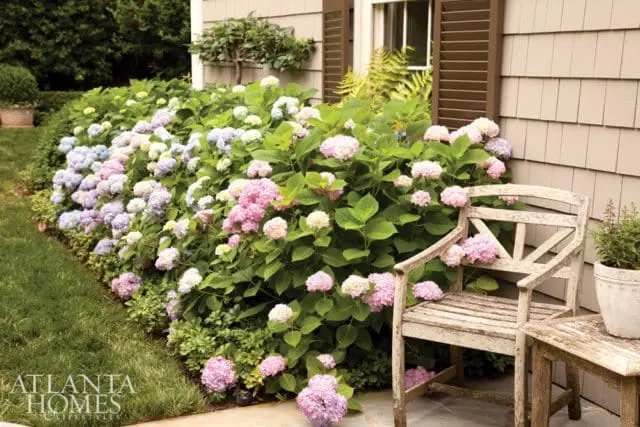 A wooden chair sits next to a wall of blooming hydrangeas in shades of pink, purple, and white. A small table is beside the chair.